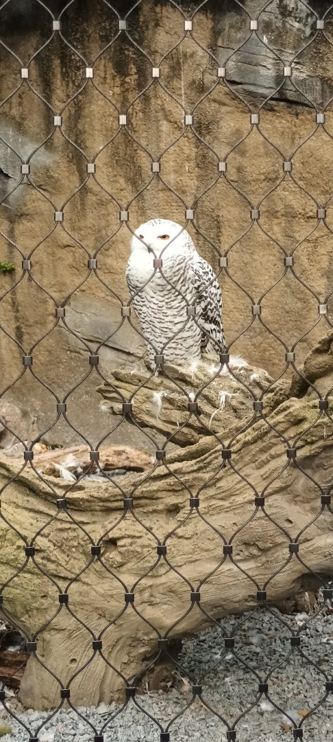 Snowy Owl