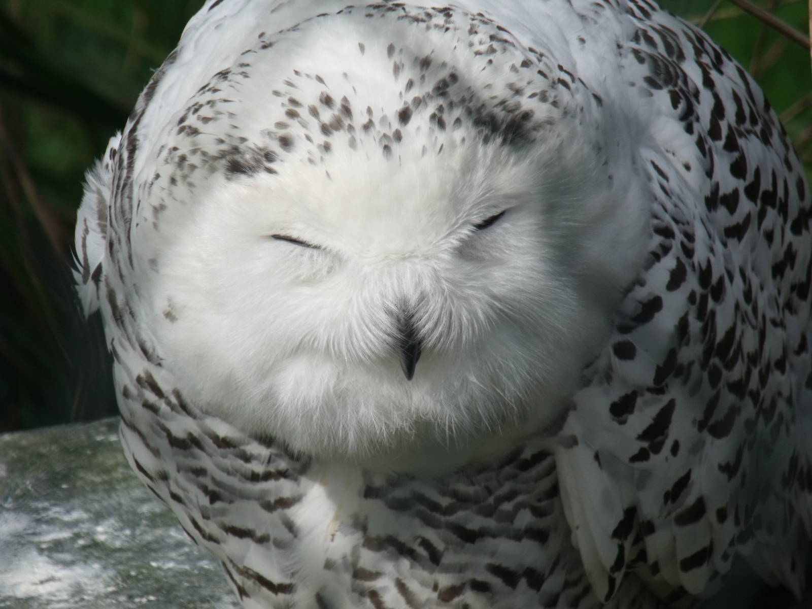 Snowy Owl