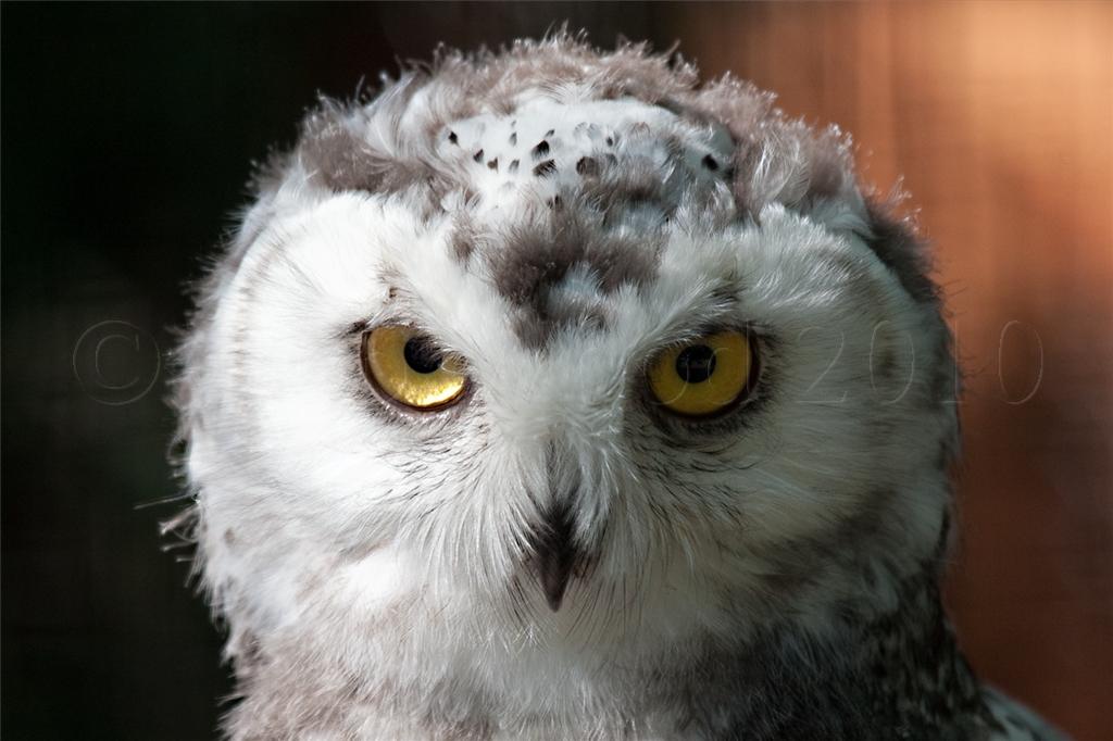 Snowy Owl