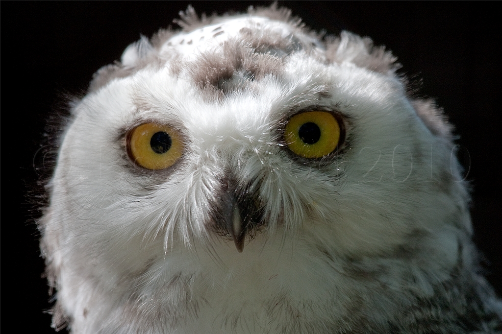 Snowy Owl