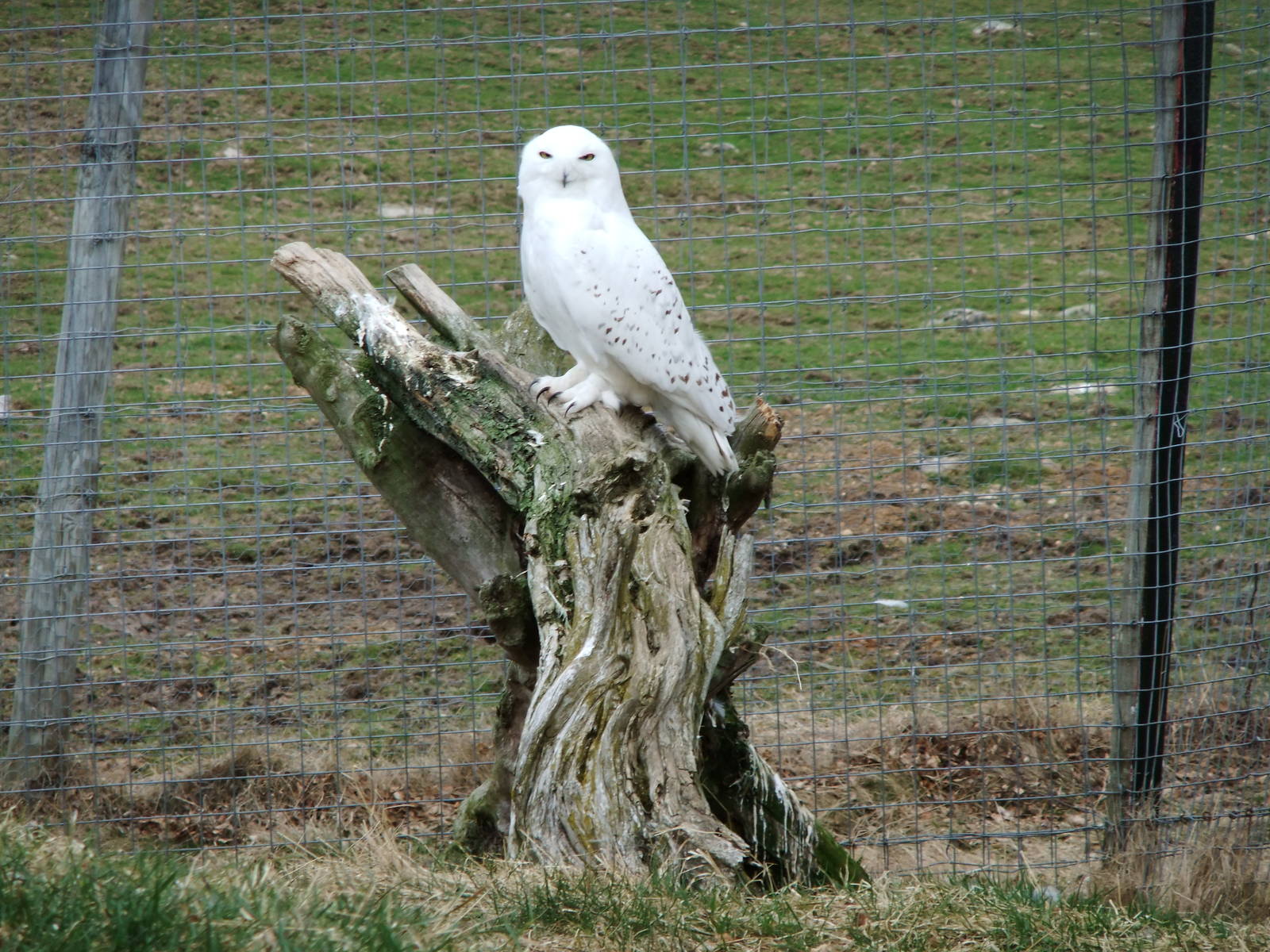 Snowy Owl