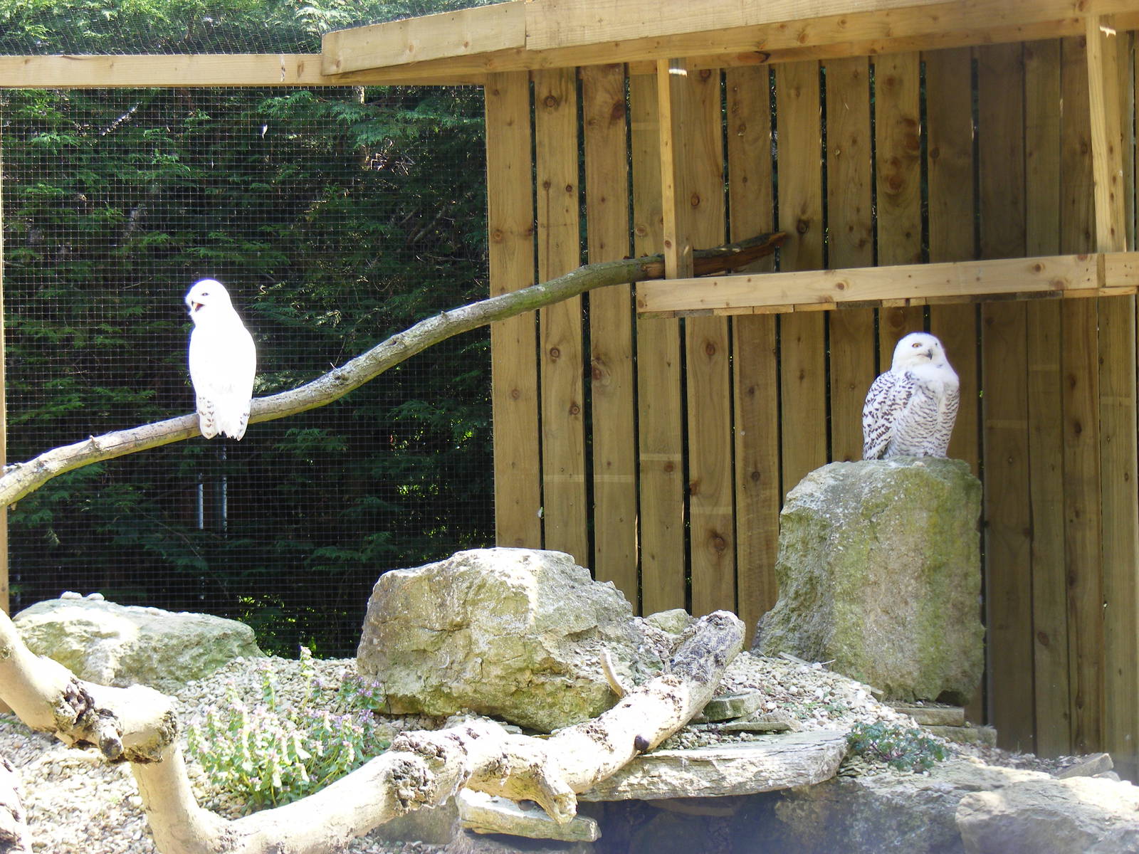 Snowy owls at Birdland, 22 April 2011