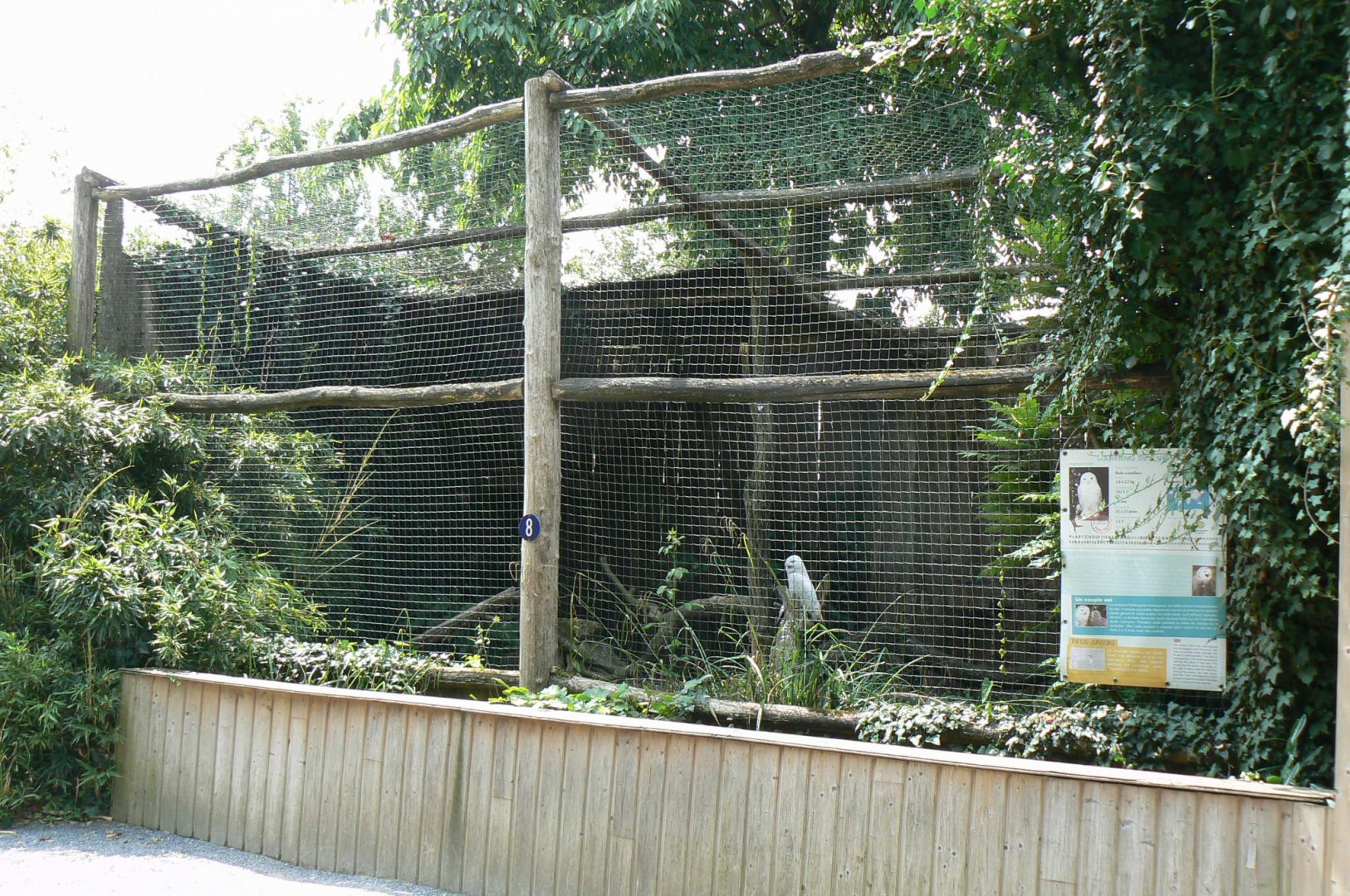 Snowy owls aviary