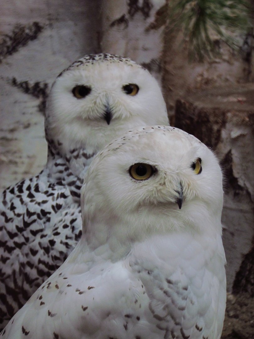 Snowy owls