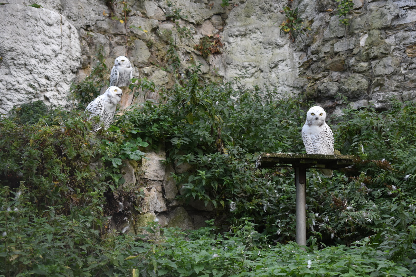 Snowy owls