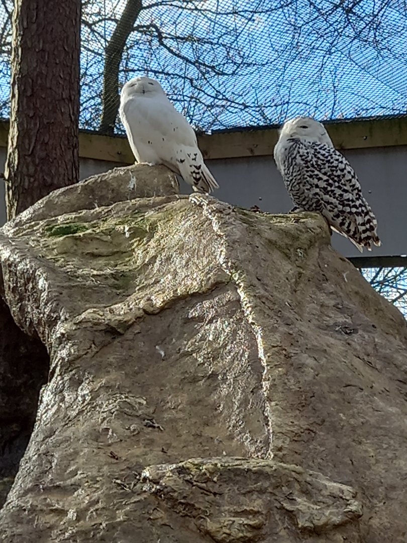 Snowy Owls