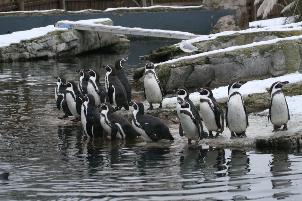Snowy Penguins