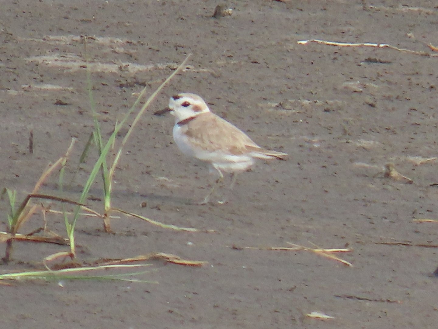 Snowy Plover (Anarhynchus nivosus)