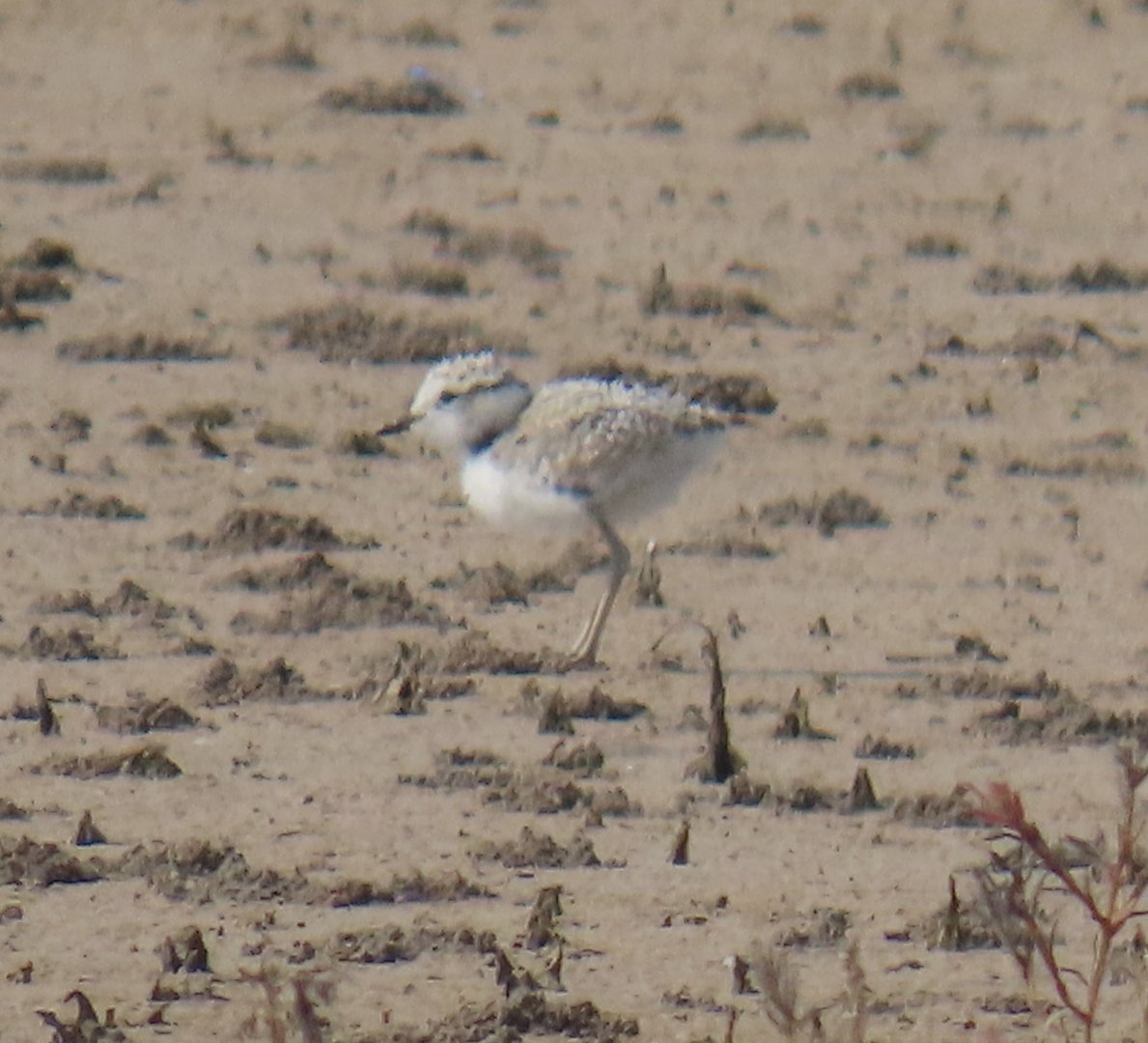Snowy Plover (Anarhynchus nivosus)
