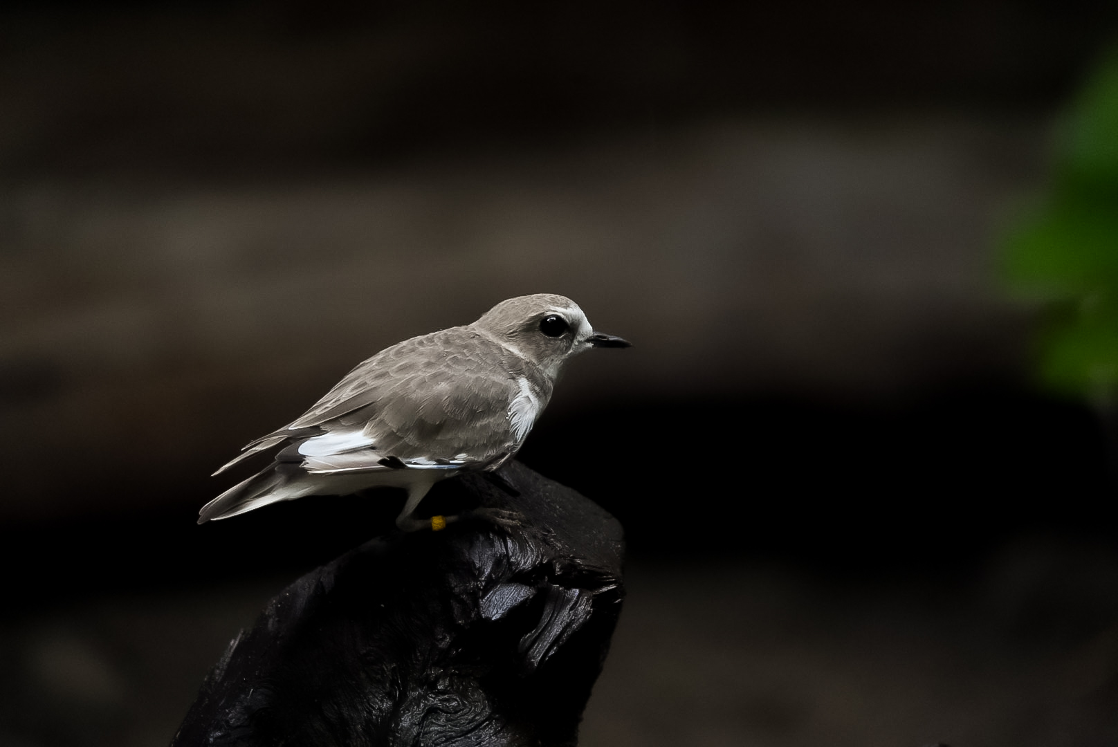 Snowy Plover (Crush)