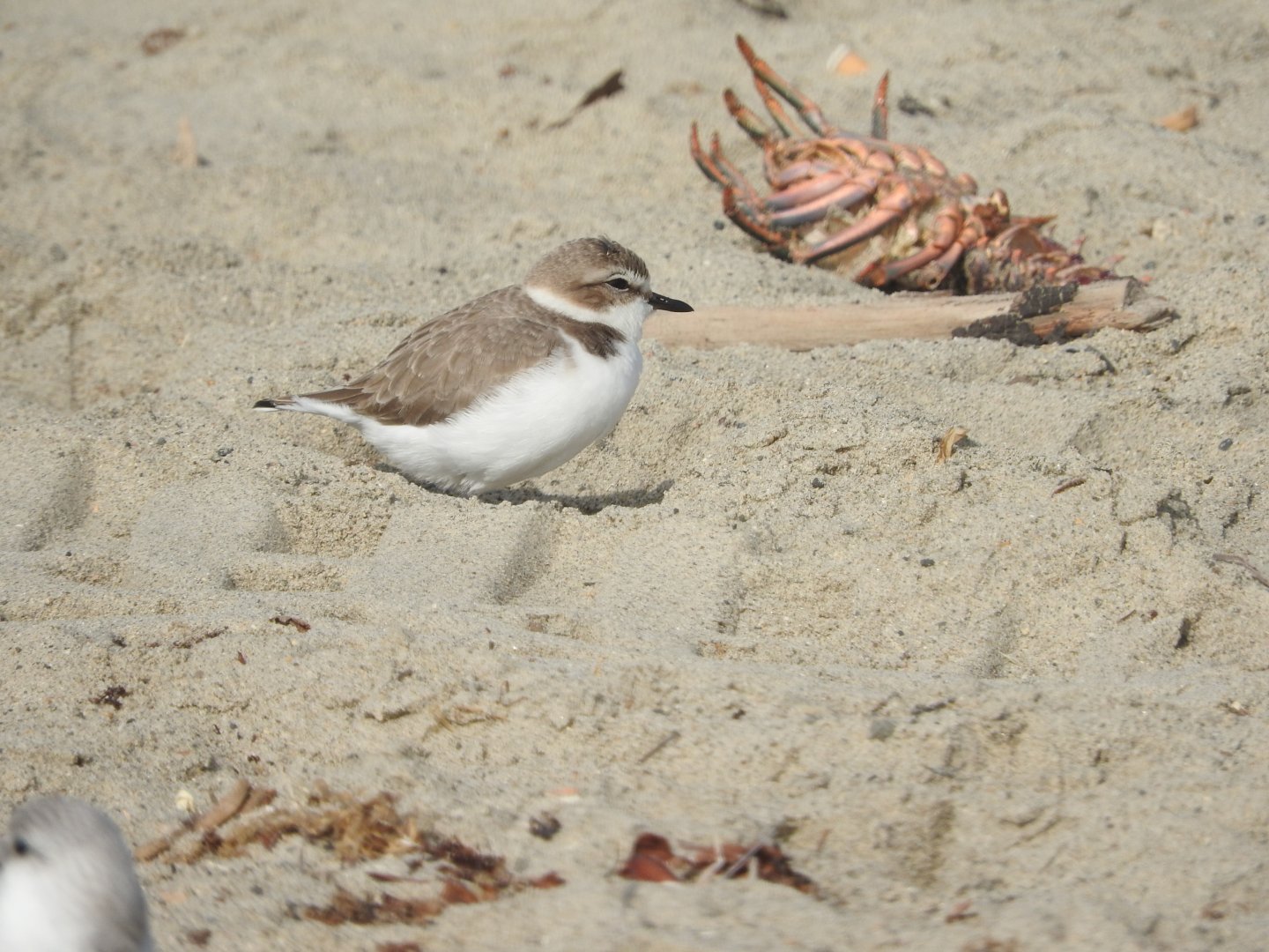 Snowy Plover