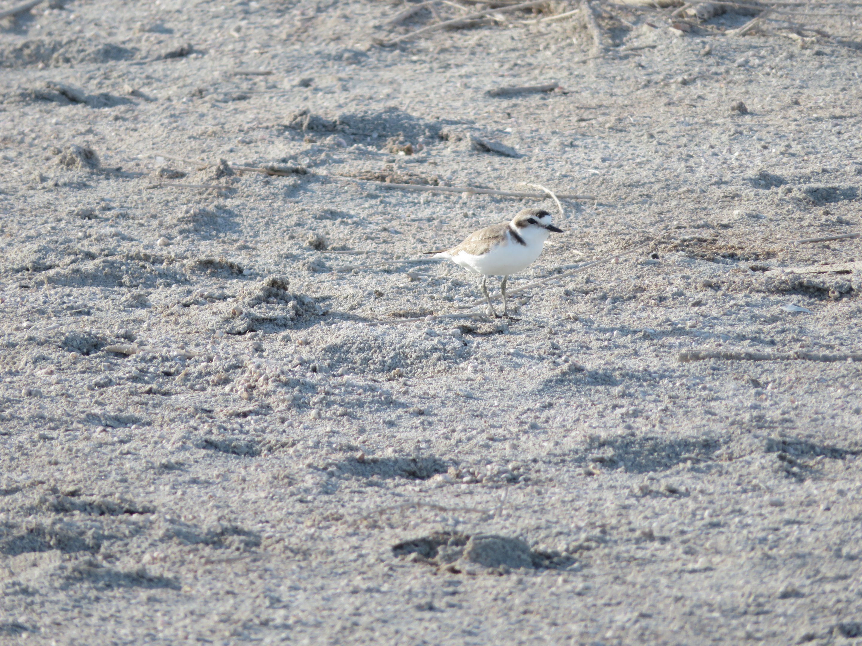 Snowy Plover