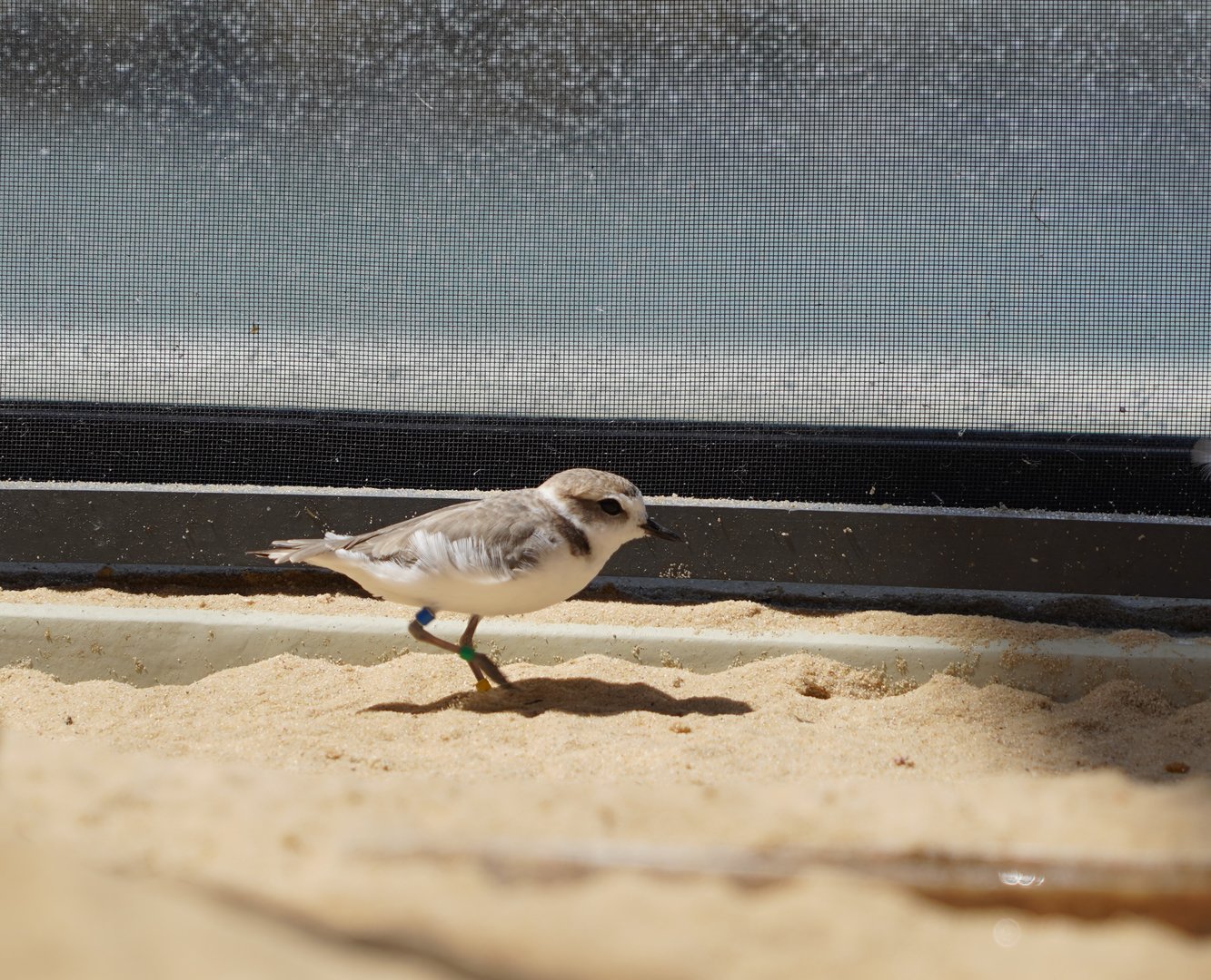 Snowy plover