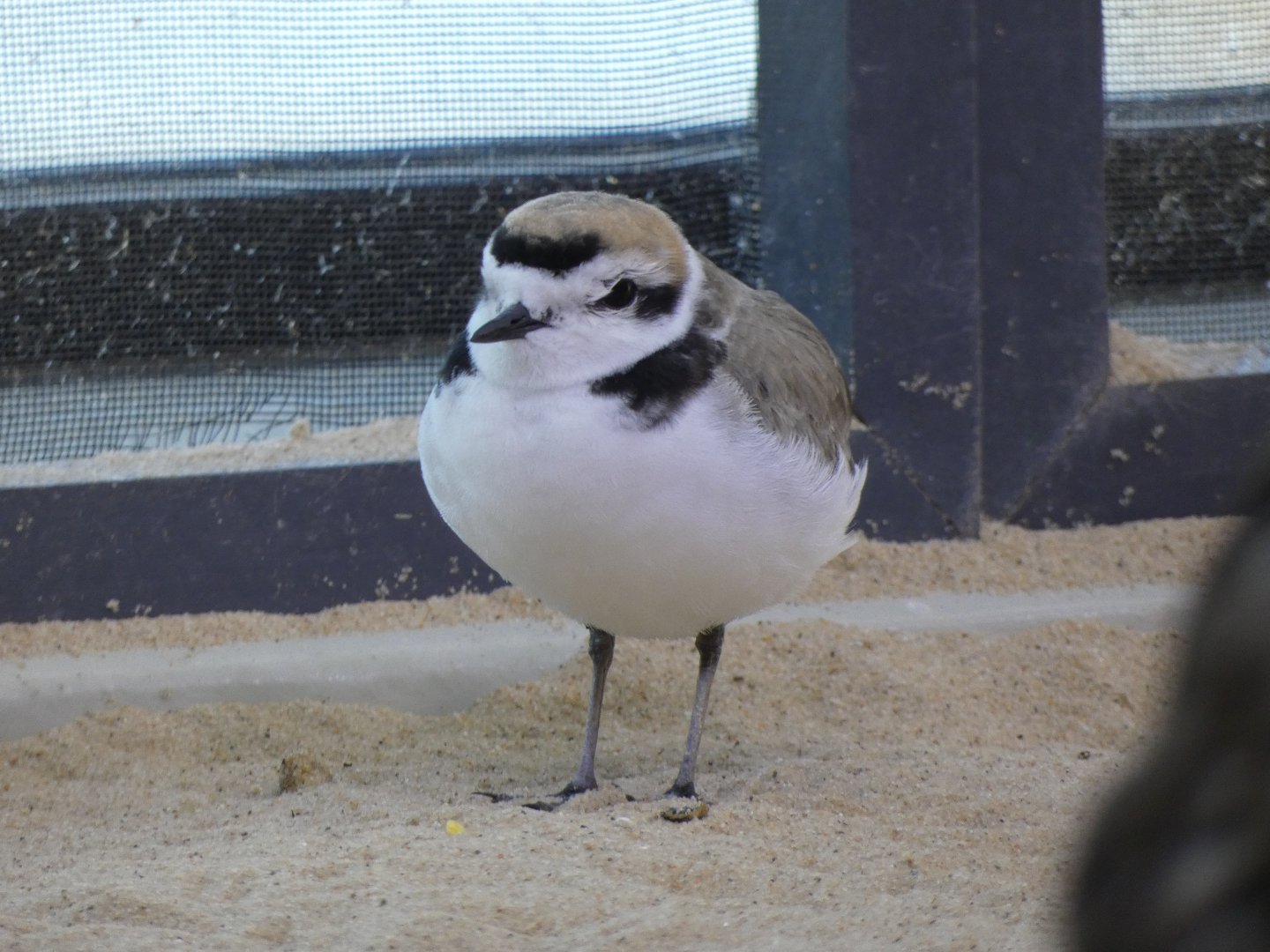 Snowy plover