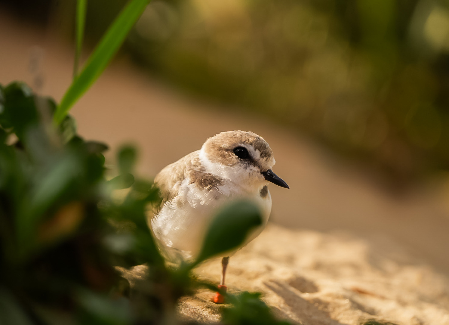 Snowy Plover