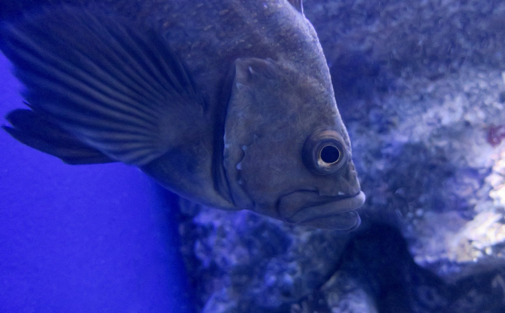 Snowy Rockfish (Sebastes nivosus)