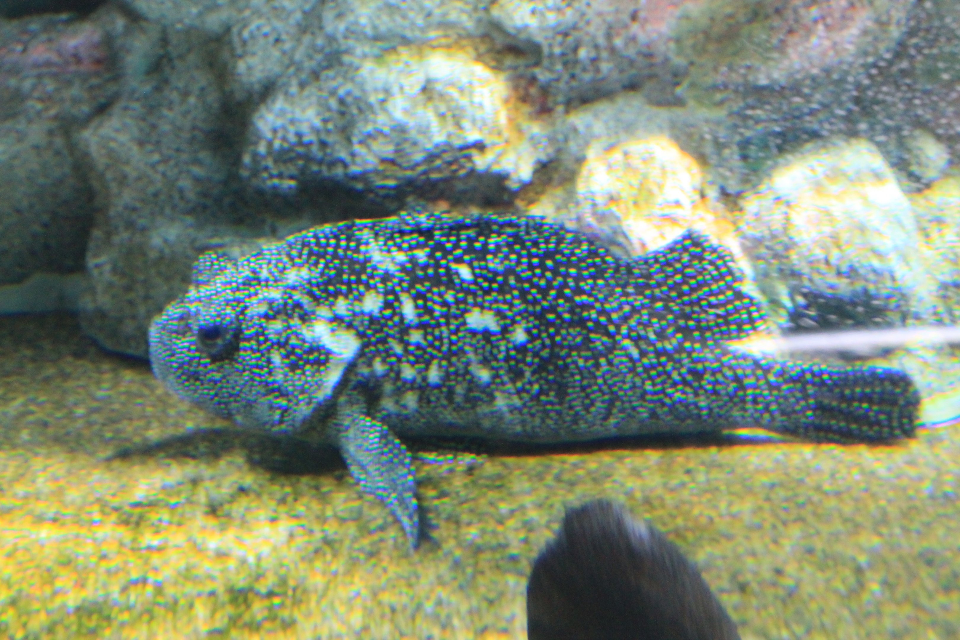Snowy Rockfish (Sebastes nivosus)