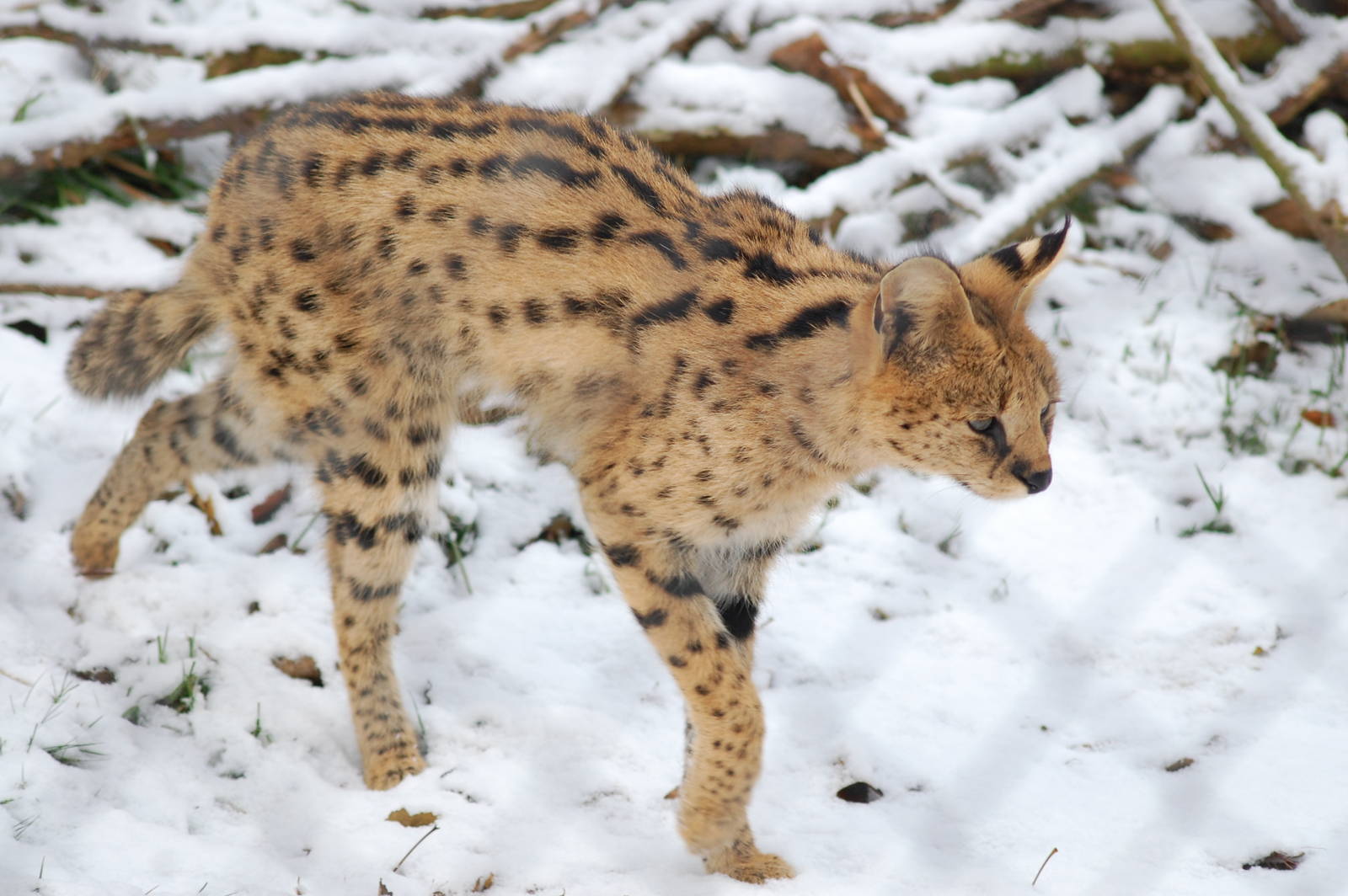 Snowy Serval