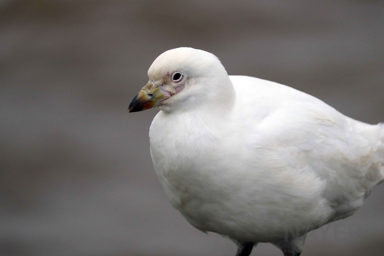 Snowy sheathbill (vagrant), Buenos Aires, April 2016