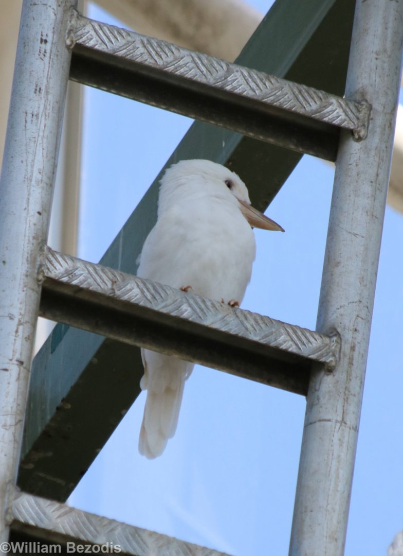 'Snowy' The White Kookaburra