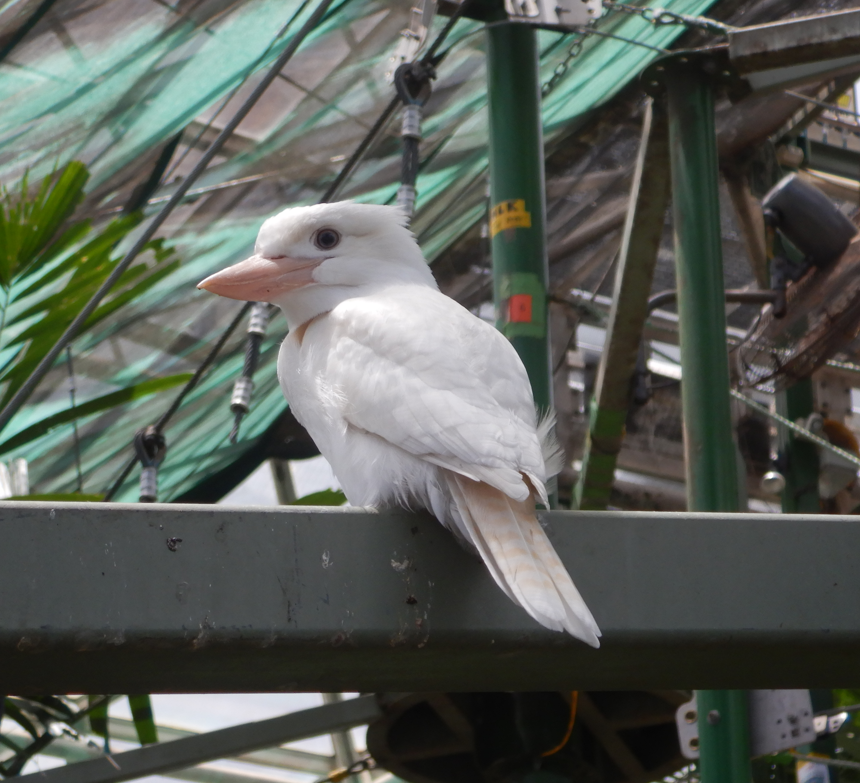 Snowy the white Kookaburra