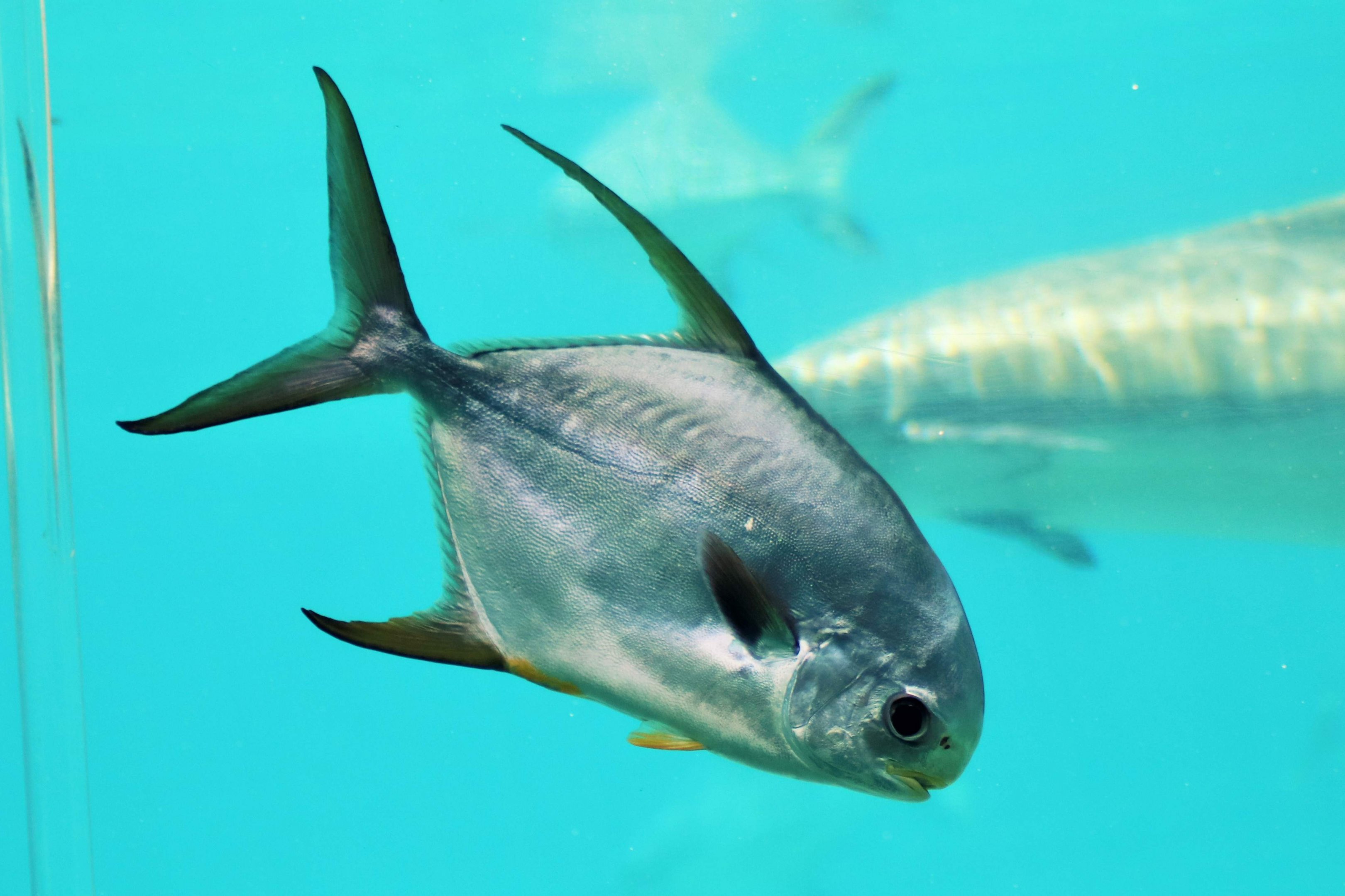 Snub-nosed Dart (Trachinotus blochii)