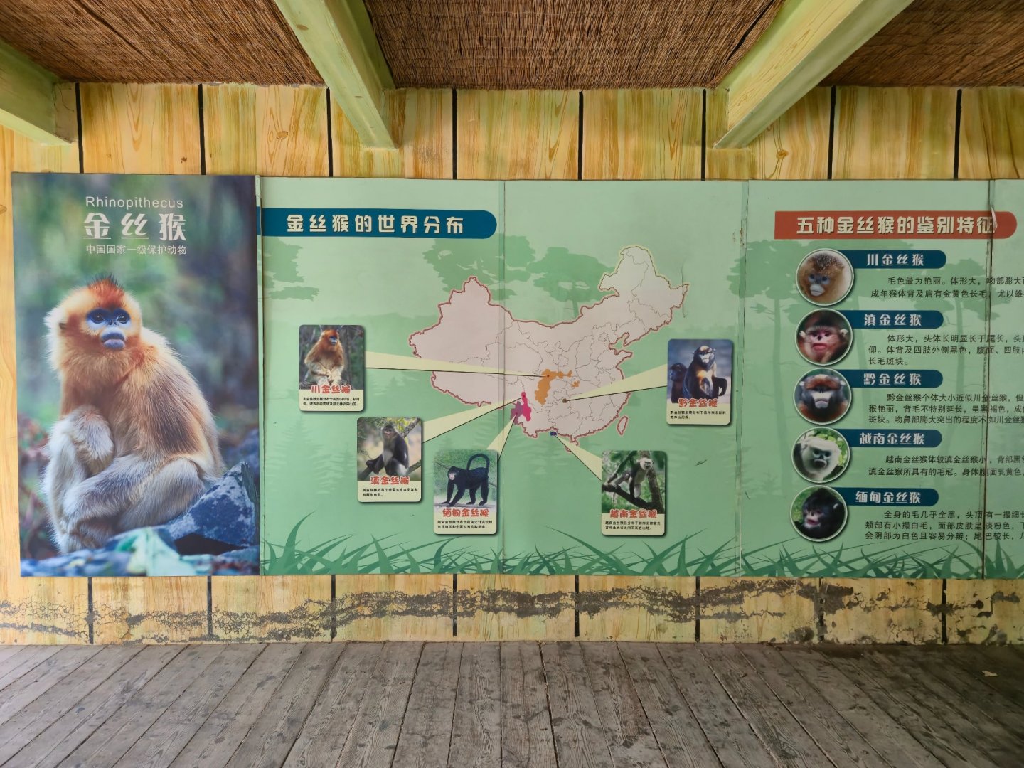 Snub-nosed Monkey educational display