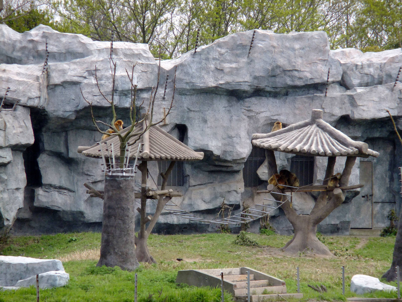 Snub-nosed Monkey Exhibit