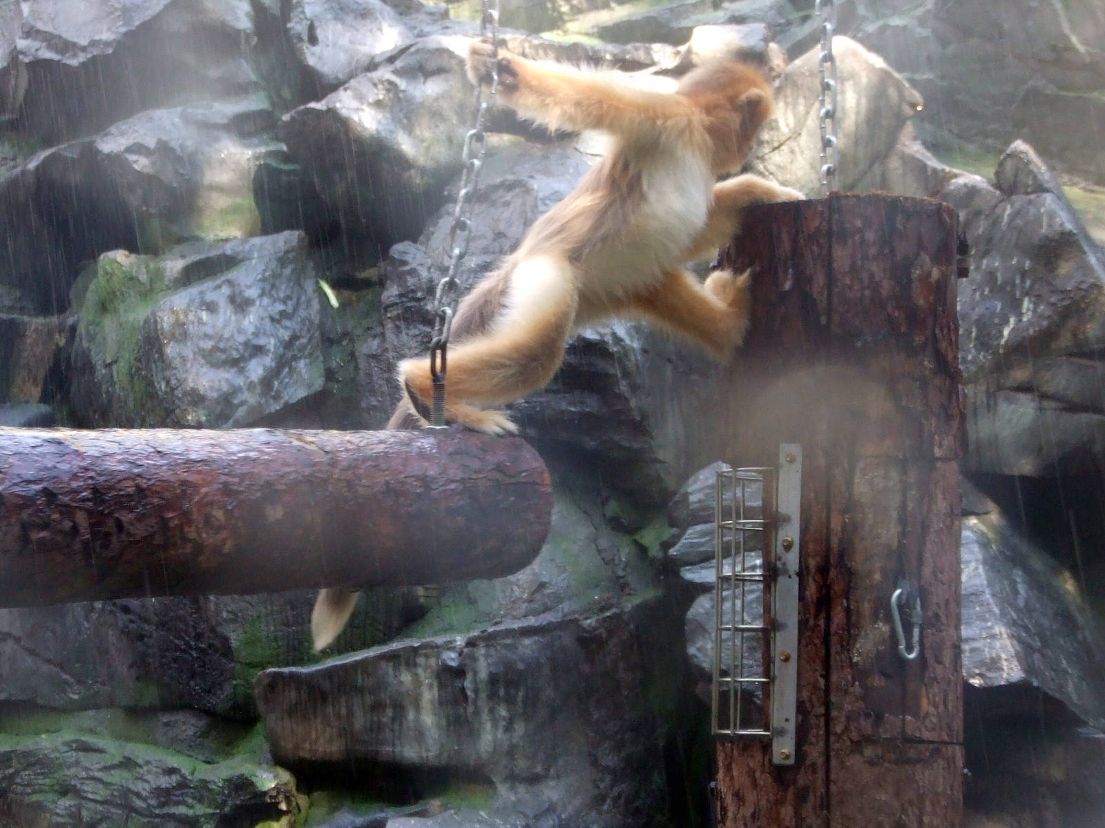 Snub-nosed monkey playing