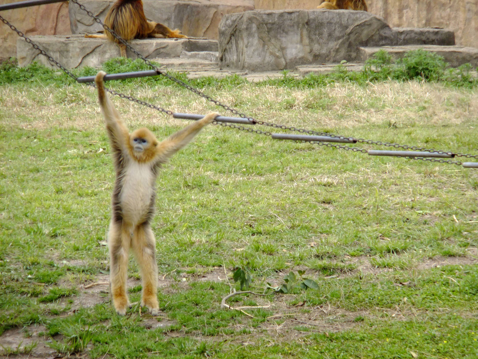 Snub-nosed Monkey