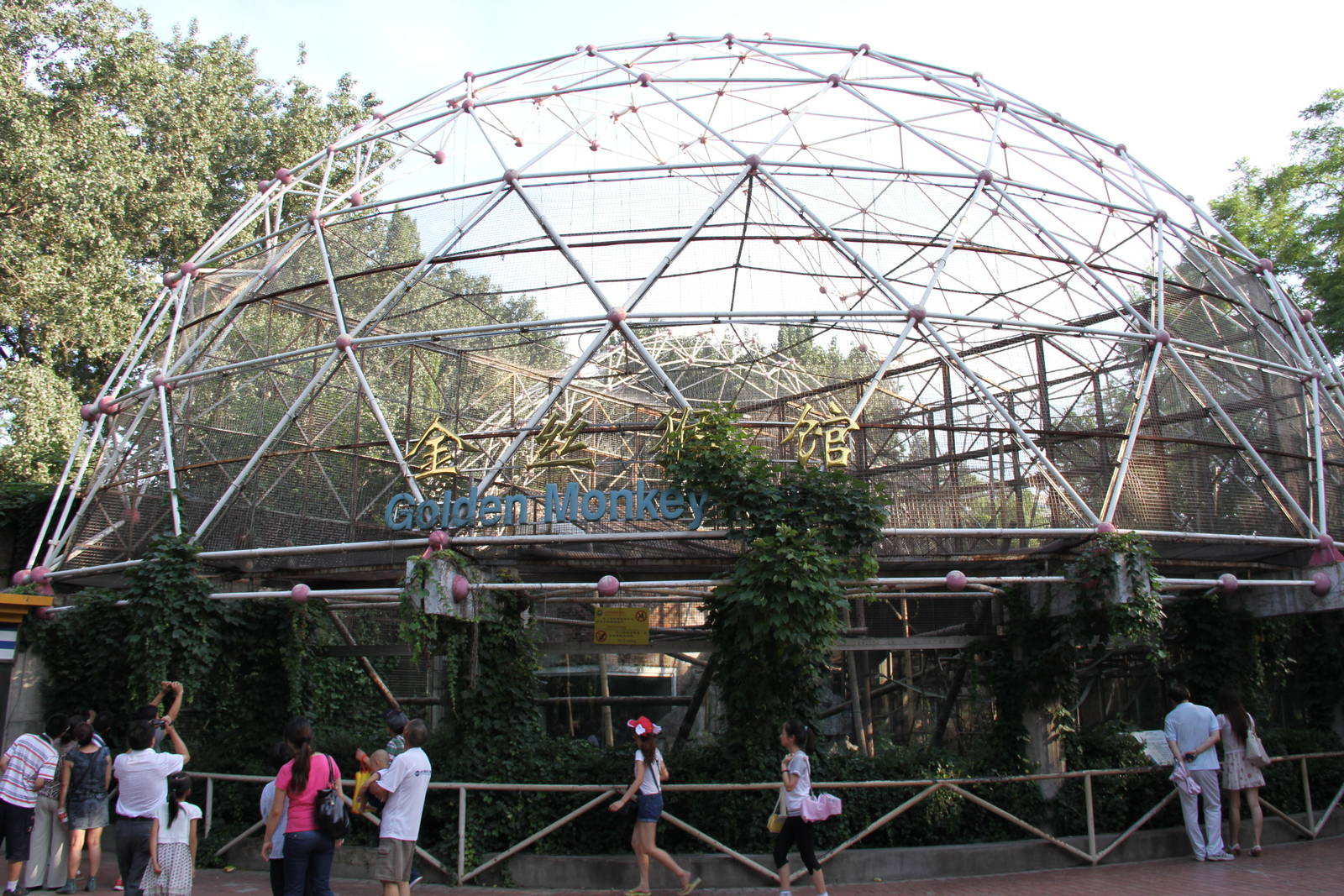 Snub-nosed monkey's complex