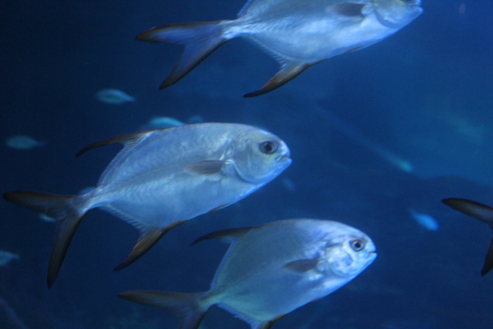 Snubnose dart (Trachinotus blochii) - BXSea