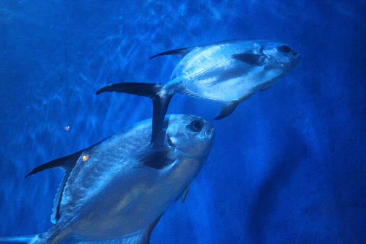 Snubnose dart (Trachinotus blochii)