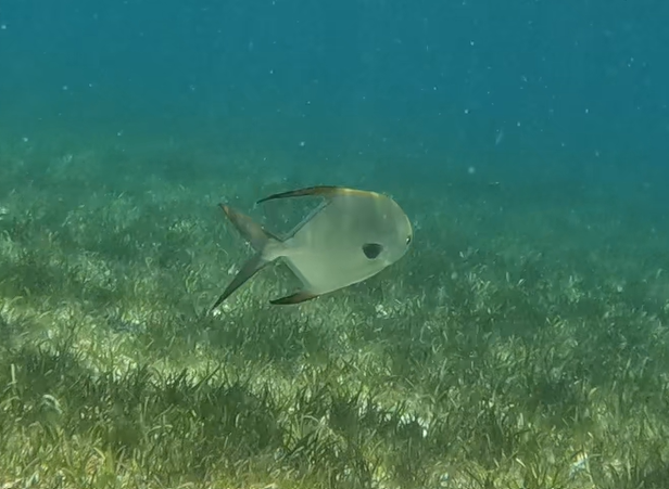 Snubnose Dart (Trachinotus blochii)