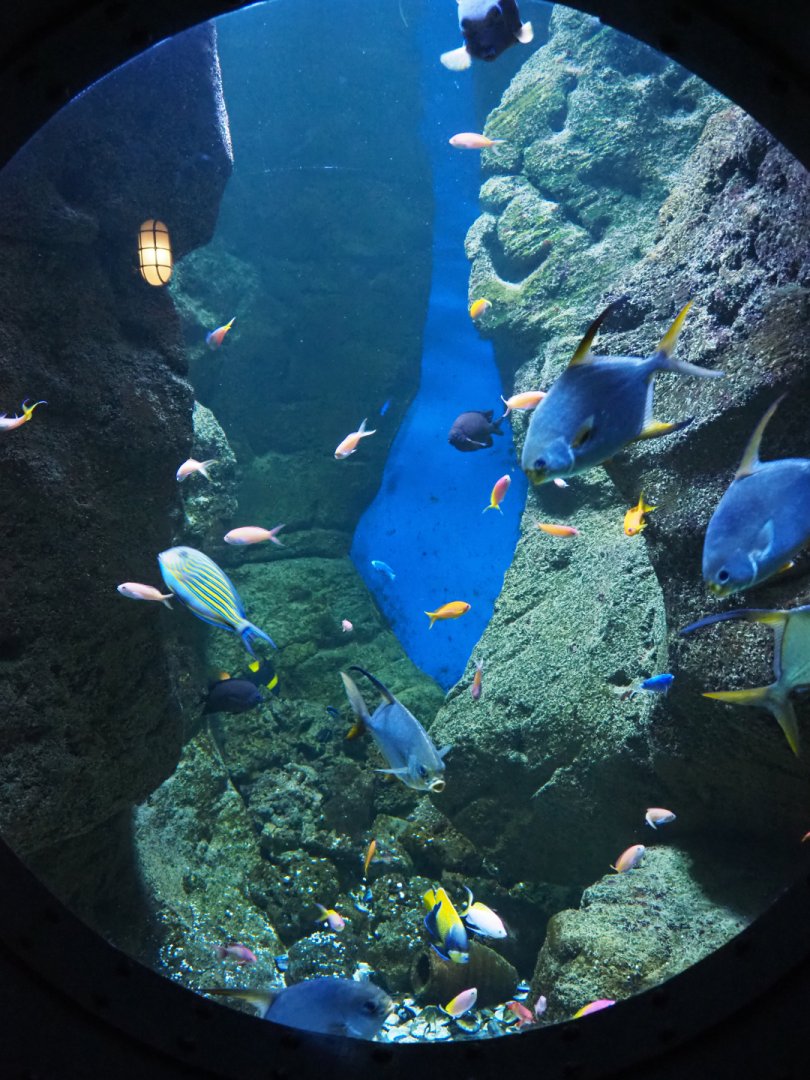 Snubnose pompano, Angelfish and Surgeonfish tank, 2020-09-03