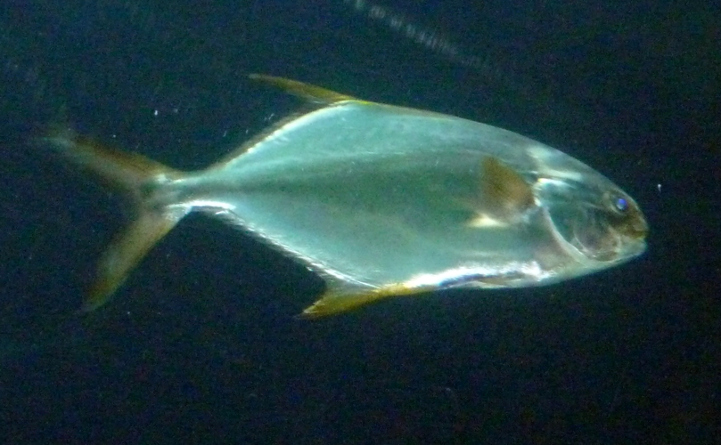 Snubnose pompano (Trachinotus blochii)