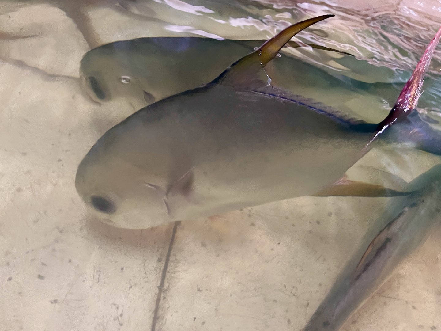 Snubnose Pompano (Trachinotus blochii)