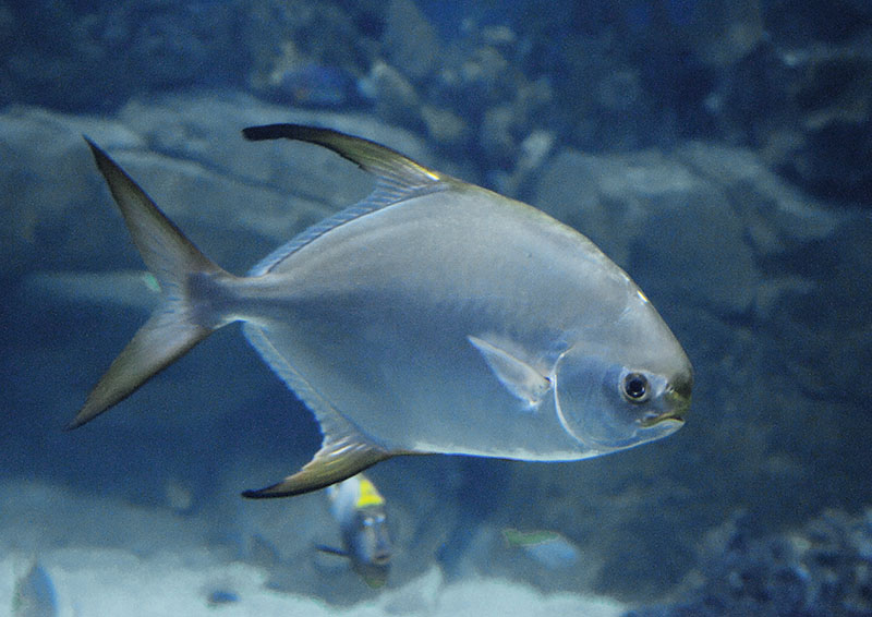 Snubnose pompano