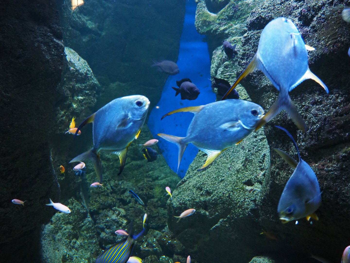 Snubnose pompanos (Trachinotus blochii), 2020-09-04