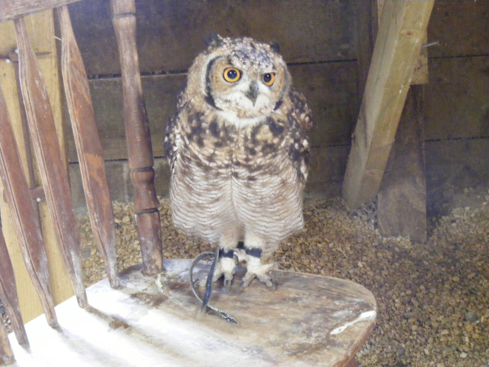 Snuffy the African spotted eagle owl at Noah's Ark Zoo Farm, 31 July 2010