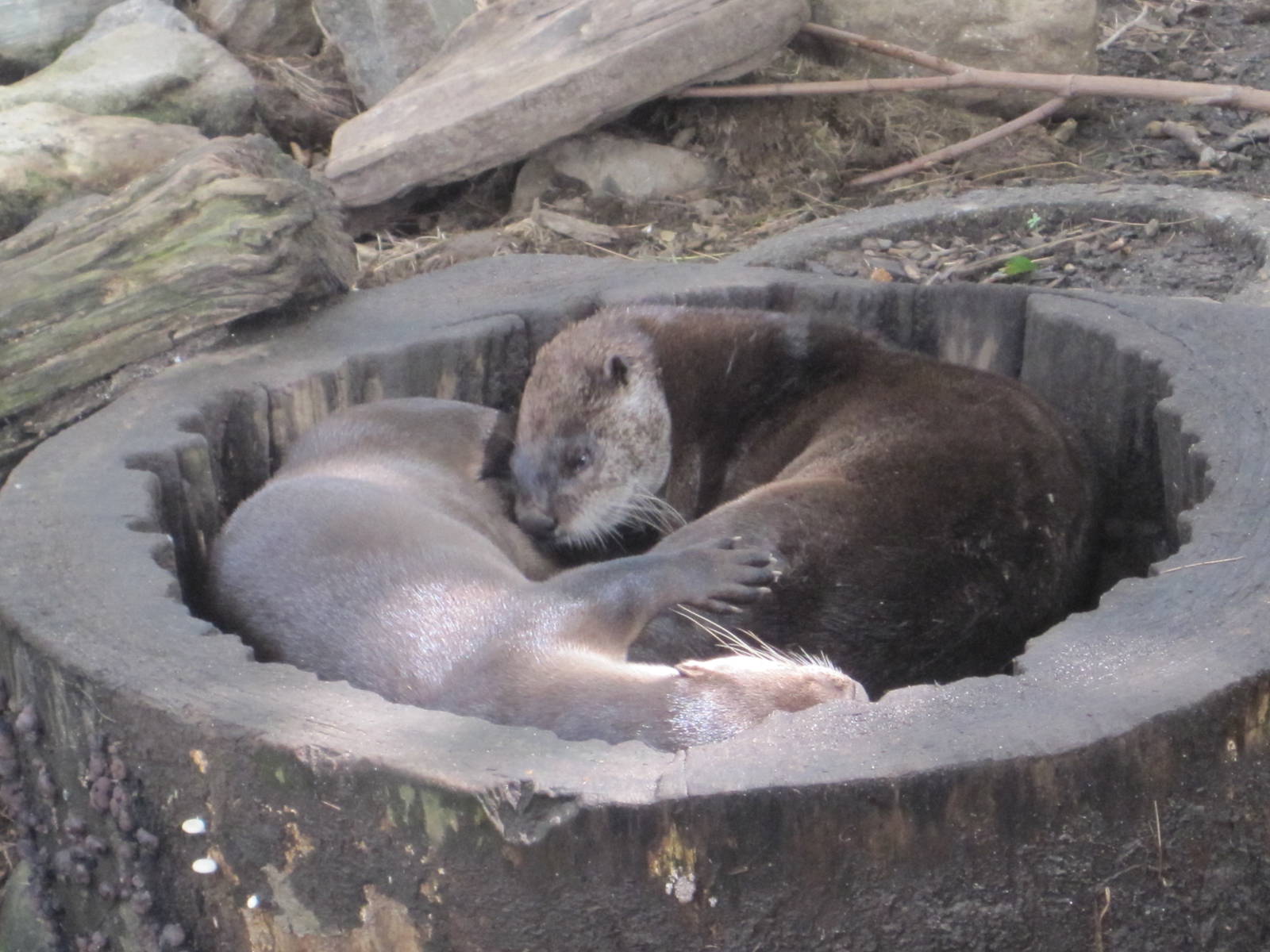 Snuggling Otters