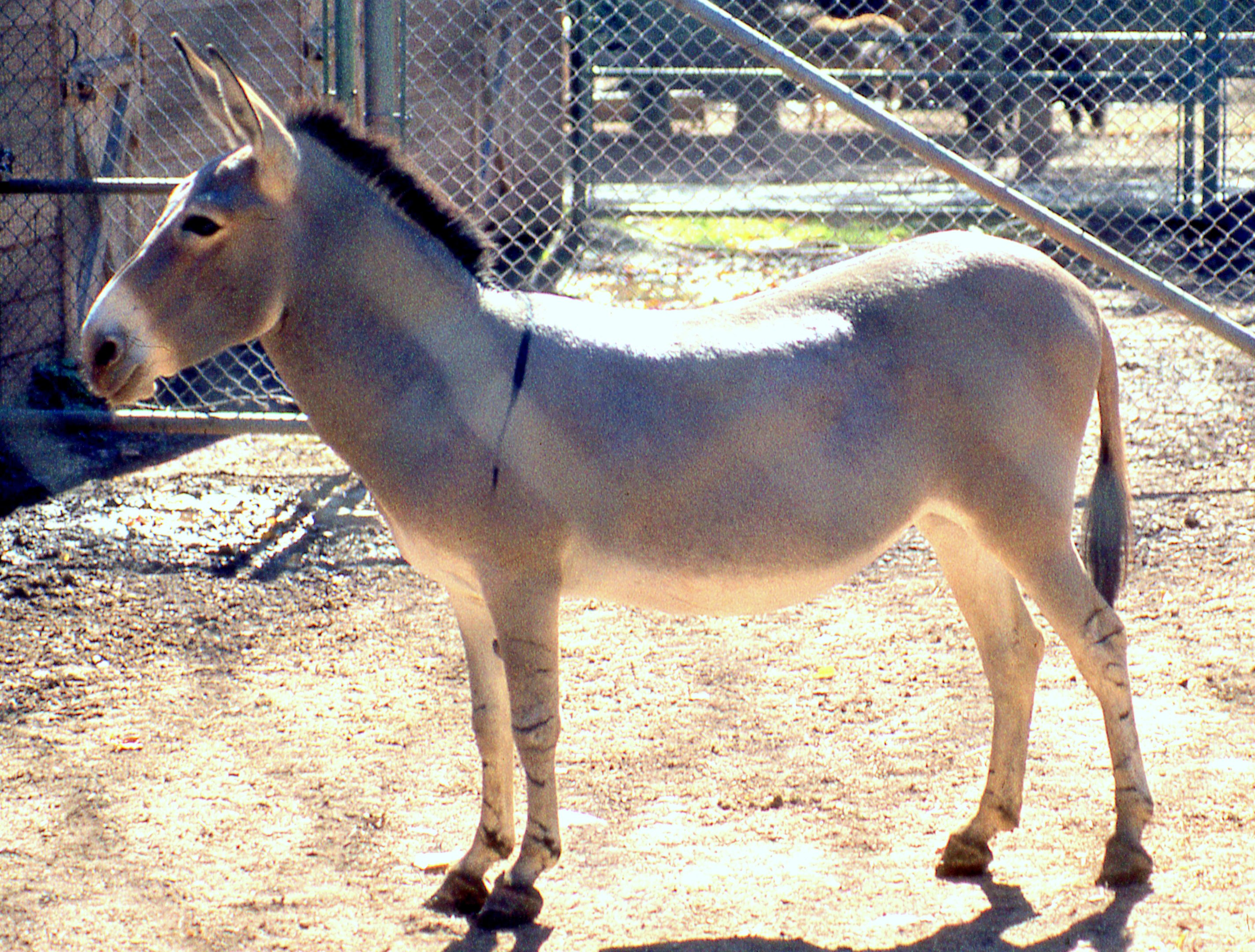 So-called 'Nubian wild ass'; Catskill; October 1984