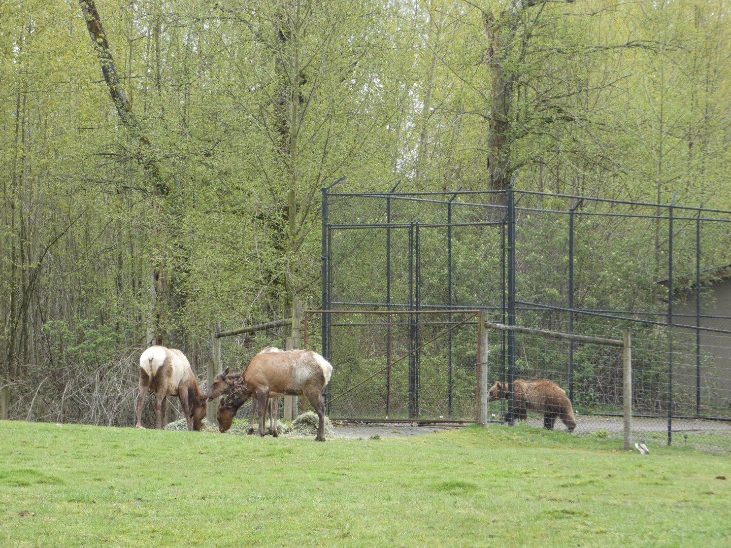 So close, yet so far (American elk and Grizzly bear)