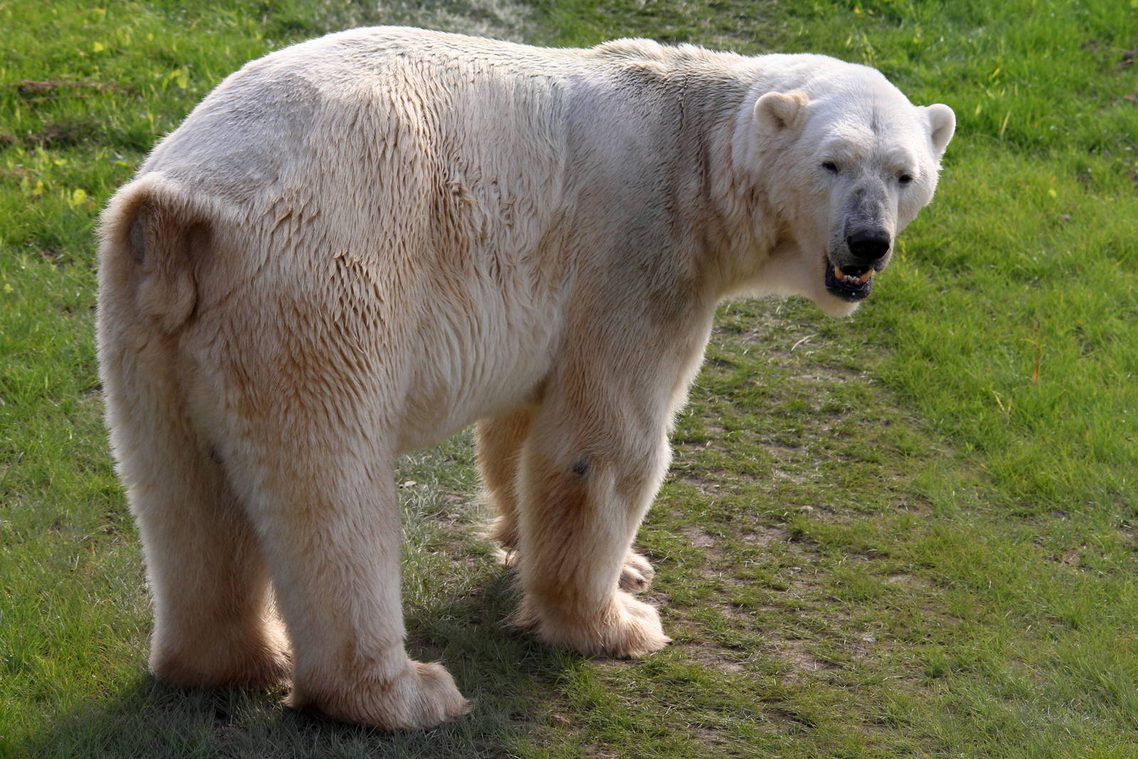 So whos the most popular animal in the UK right now then! 19-8-14