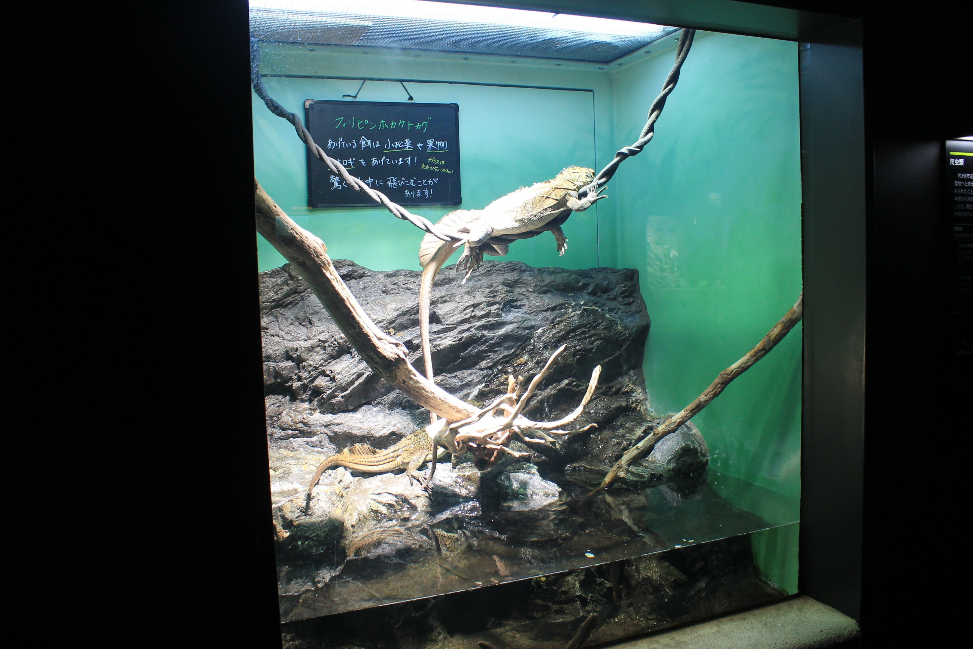 Soa Sailfin Lizard tank