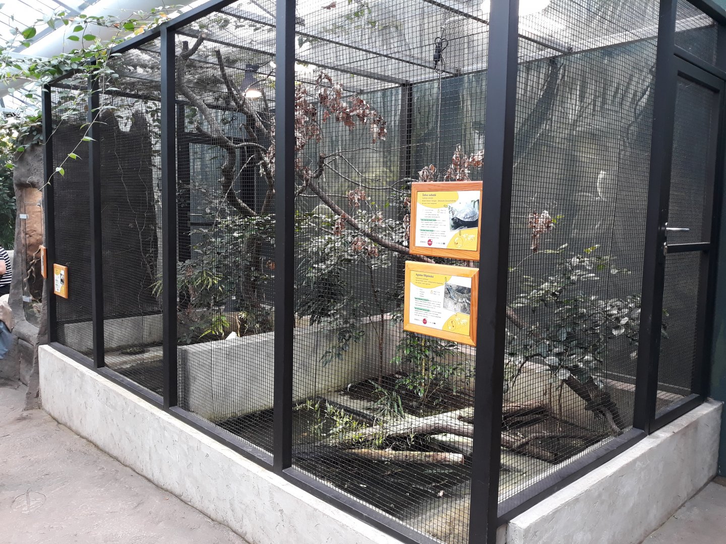 Soa-Soa Water Lizard, Spiny Turtle and Brown Stream Terrapin exhibit