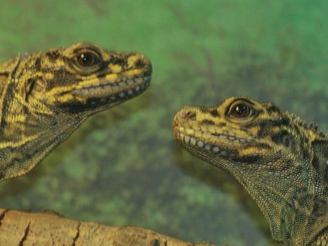 Soa-soa Water Lizard