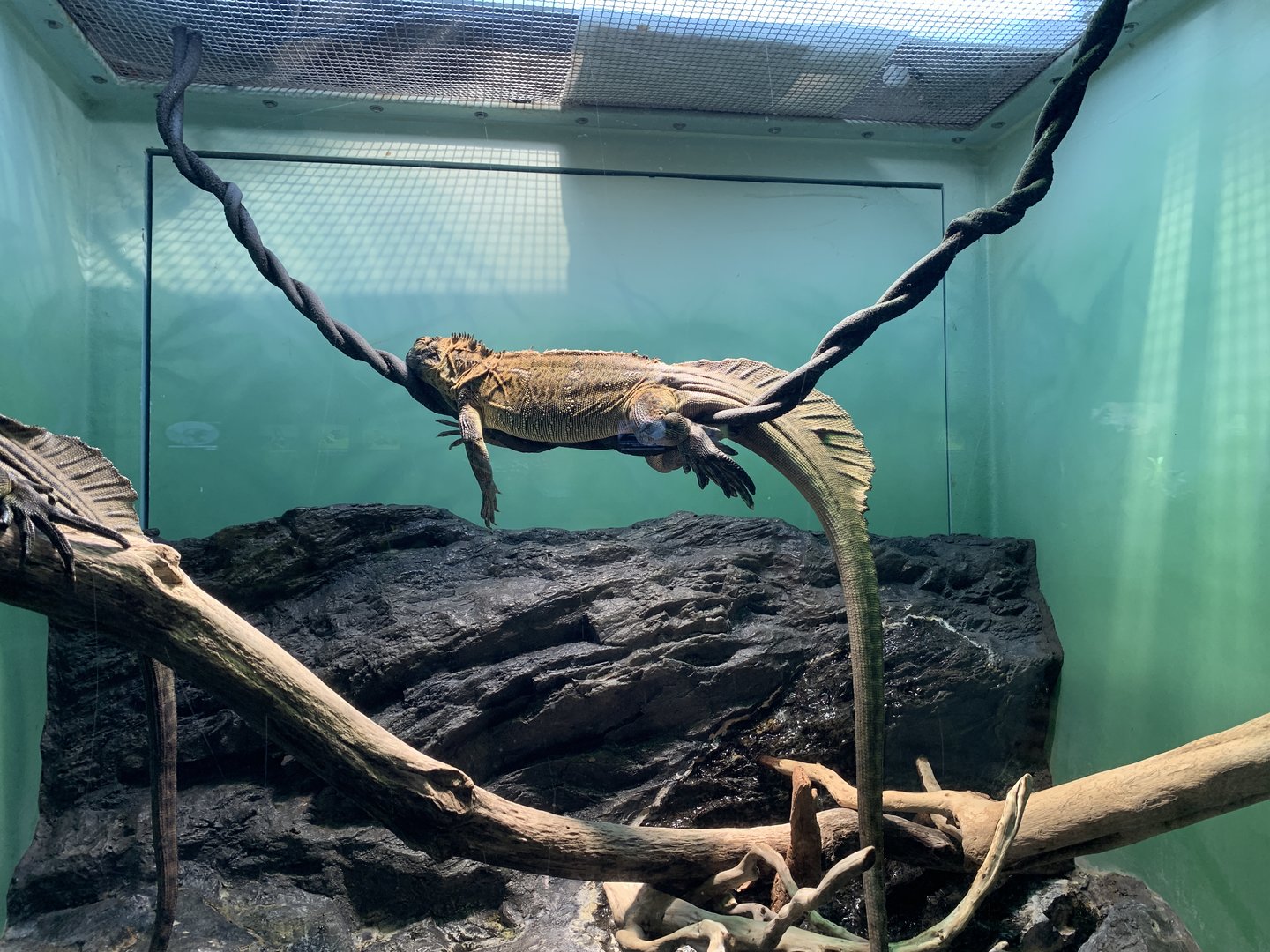 Soa-Soa Water Lizard