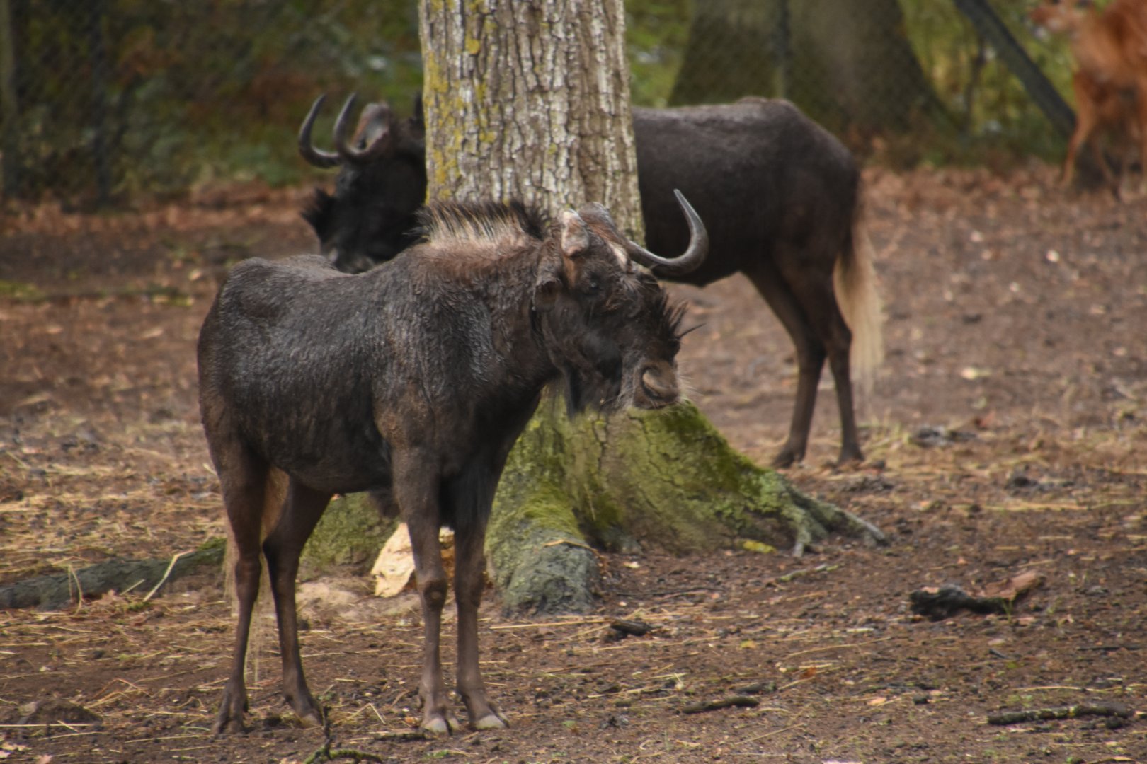 soaked White-tailed Gnu