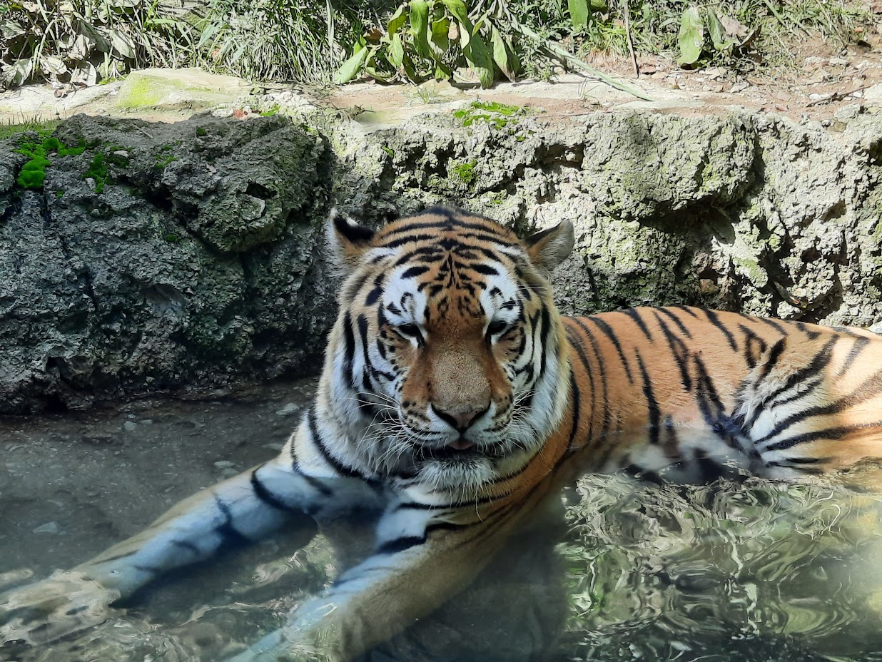 Soaking Amur Tiger